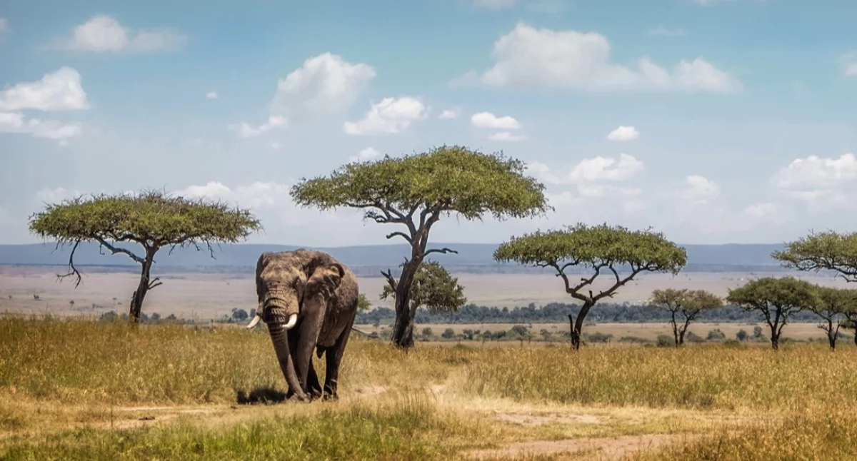 BLOGI, Tanzania tylko safari połączyć dziką przyrodę wypoczynkiem - zdjęcie, fotografia