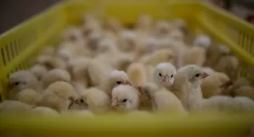 Samorząd wydał zgodę. W gminie Orla może powstać farma kurczaków