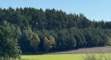 Leśnym tropem zrównoważonego rozwoju. Nadleśnictwo Bielsk zaprasza na spacer
