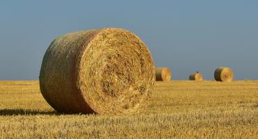 Pomoc suszowa. Przedłużono termin składania wniosków